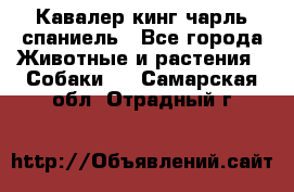 Кавалер кинг чарль спаниель - Все города Животные и растения » Собаки   . Самарская обл.,Отрадный г.
